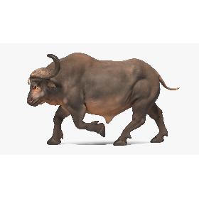 3D African Buffalo Attacking Pose model